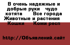В очень надежные и добрые руки - чудо - котята!!! - Все города Животные и растения » Кошки   . Коми респ.